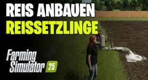 Reis Anbau im LS25