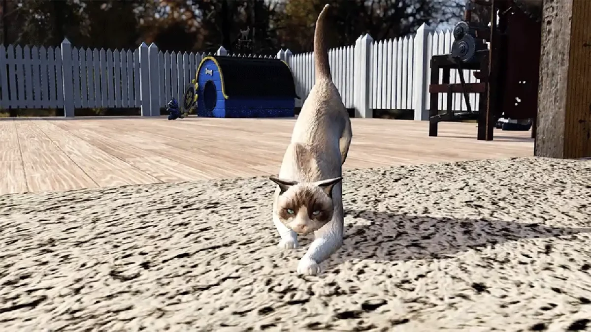 Dunkler-Schäferhund- und Ragdoll-Katze-C.A.M.P.-Haustiere